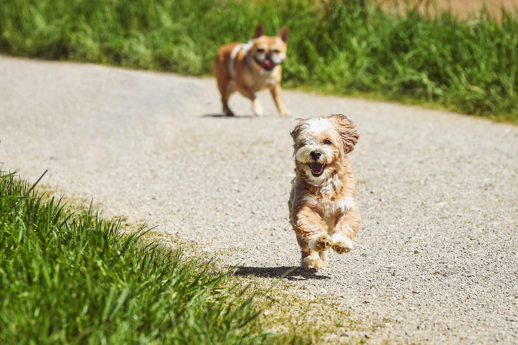 Dogs, illustrating how pet insurance works