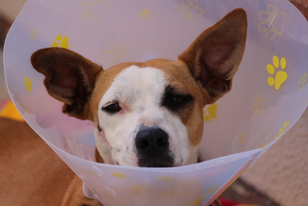 Dog, illustrating pet insurance deductibles