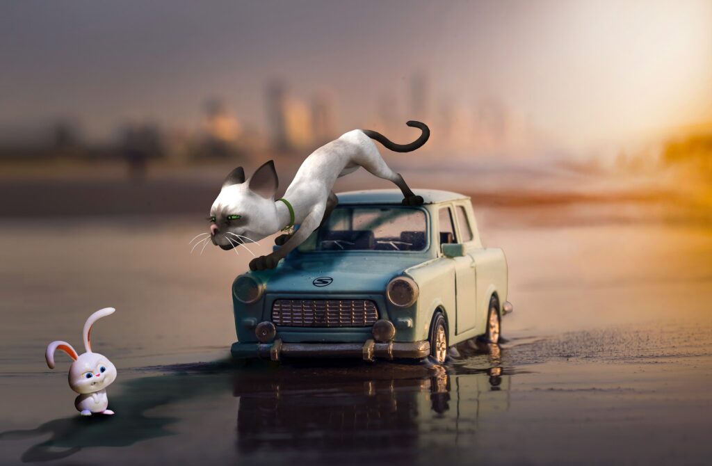 Cat, illustrating accident and illness pet insurance
