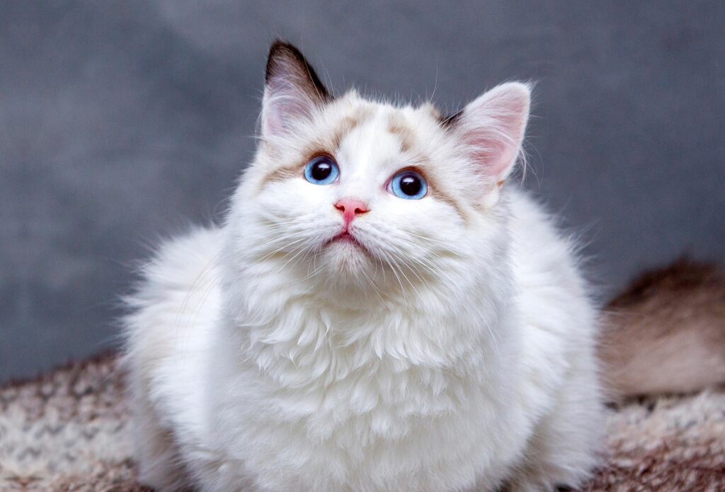 Cats, illustrating pet insurance for cats