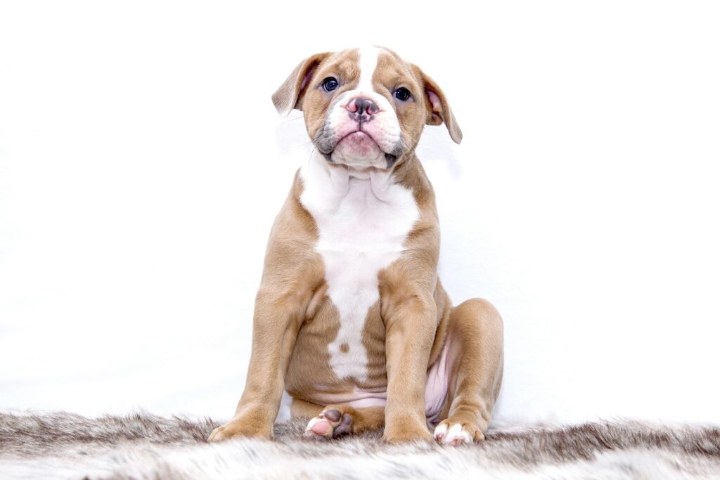 Puppy, illustrating the French Bulldog pet insurance guide