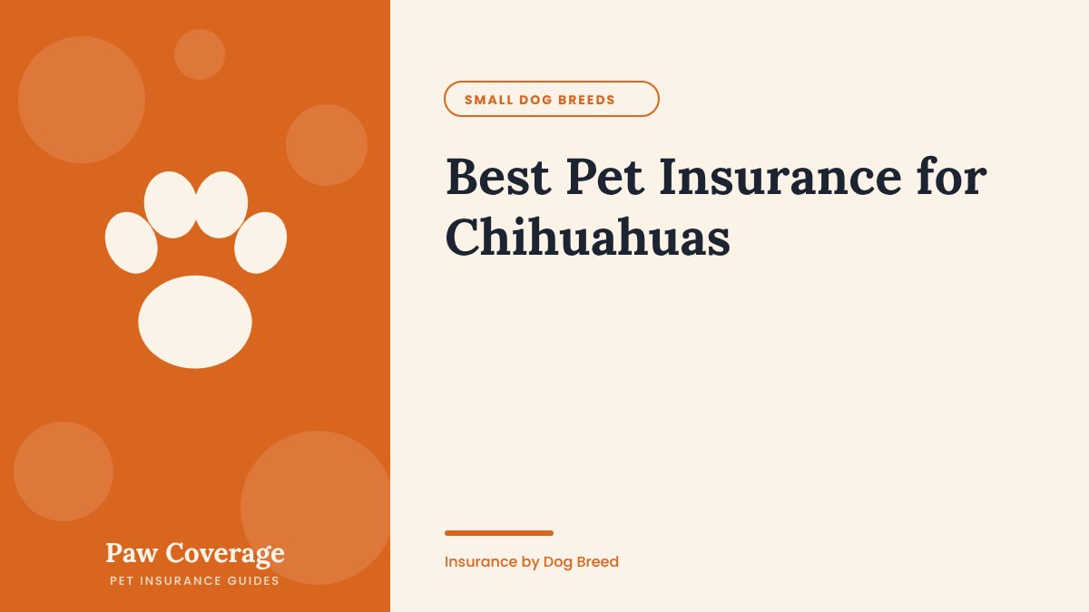 Paw Coverage cover for the Chihuahua pet insurance guide