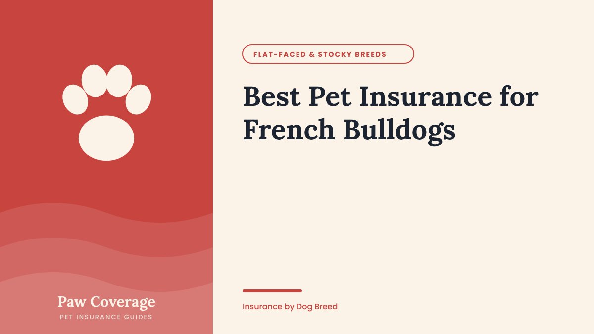 Paw Coverage cover for the French Bulldog pet insurance guide