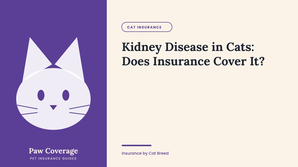 Paw Coverage cover for the kidney disease in cats insurance guide