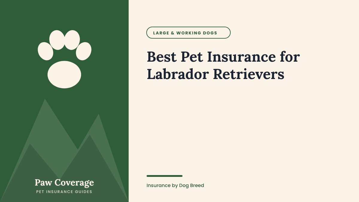 Paw Coverage cover for the Labrador Retriever pet insurance guide