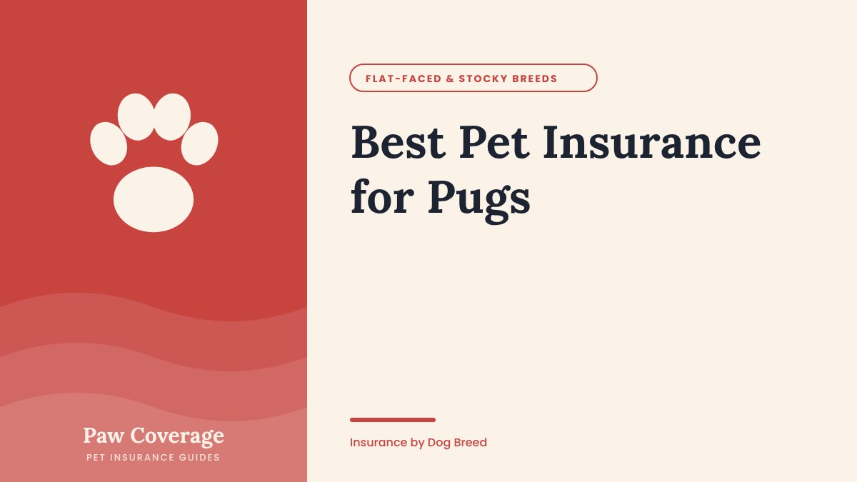 Paw Coverage cover for the Pug pet insurance guide