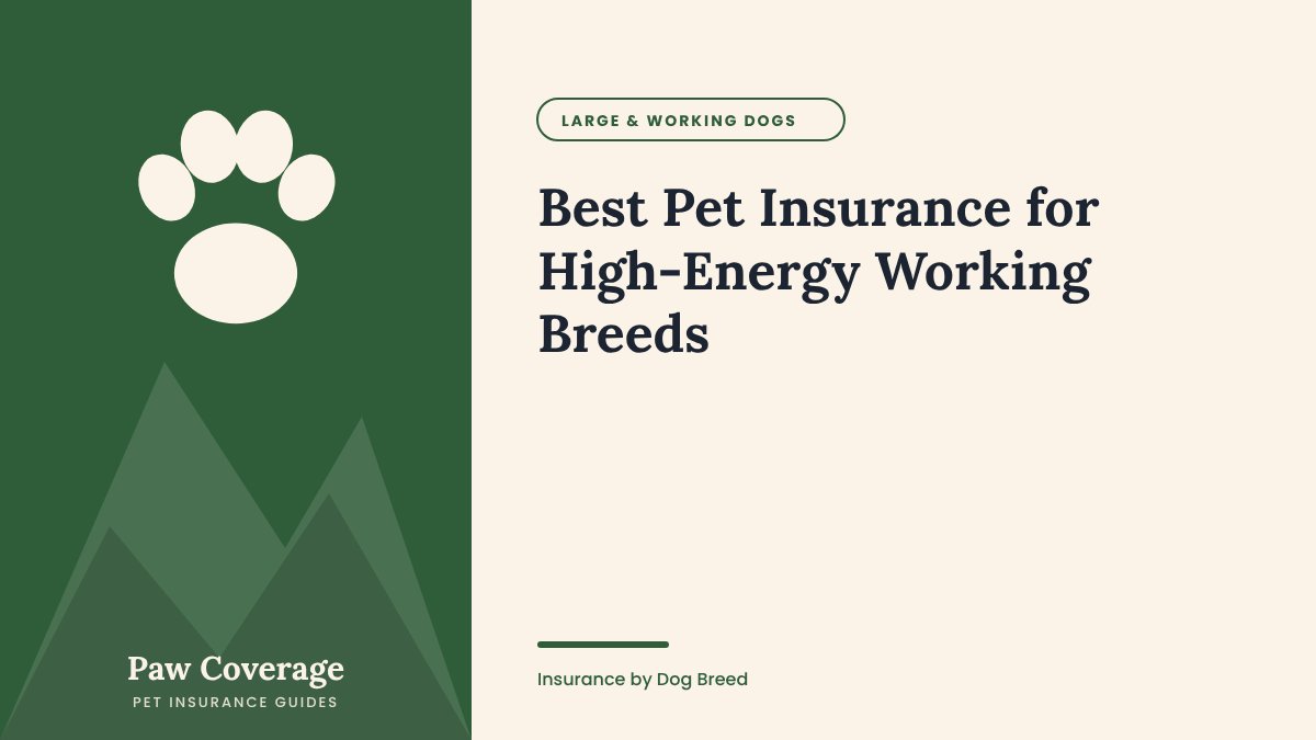 Paw Coverage cover for the high-energy working breeds pet insurance guide